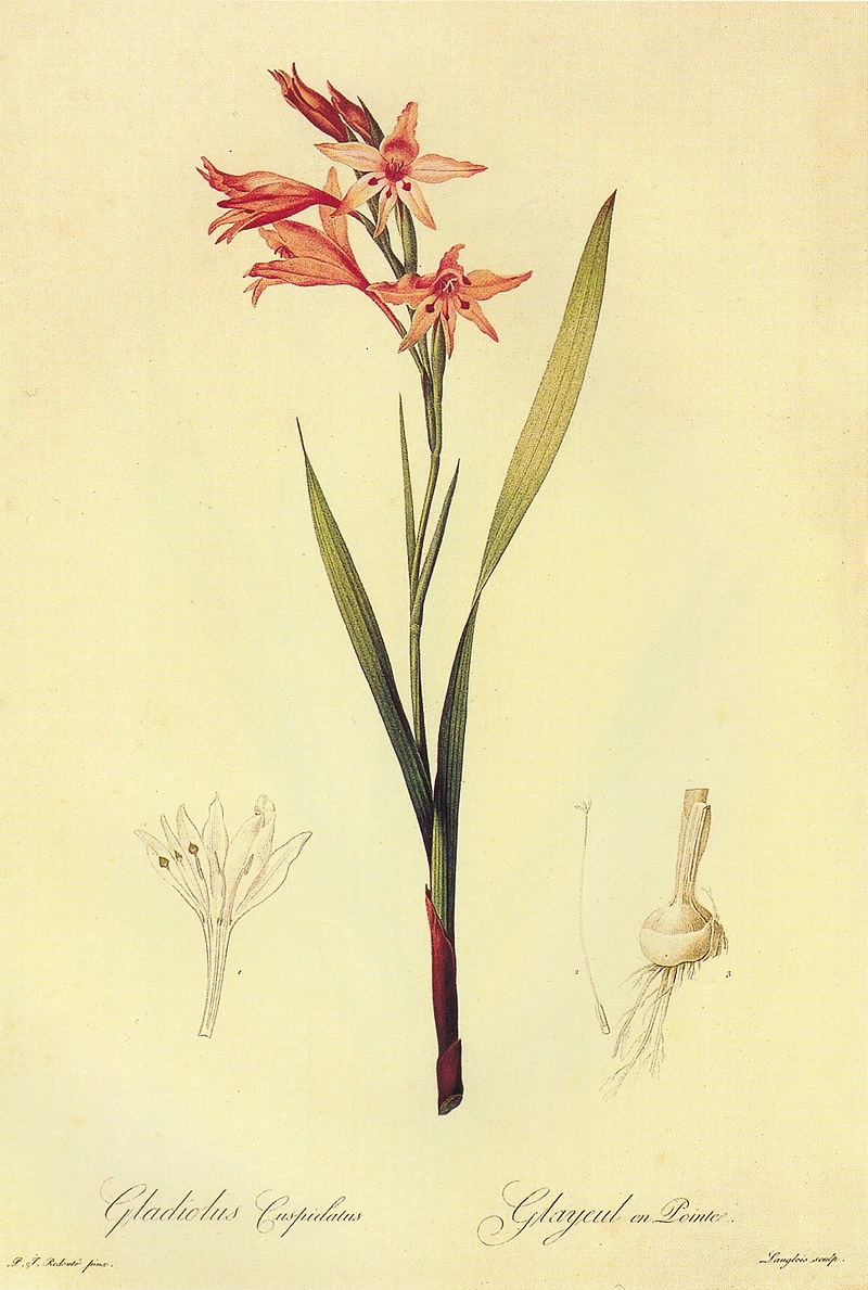 Gladiolus undulates